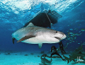   Emma Tiger Shark makes her presence known Beach Bahamas. She very much pregnant. Bahamas pregnant  